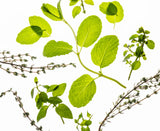 Touchland Power Mist Sanitizer - Frosted Mint